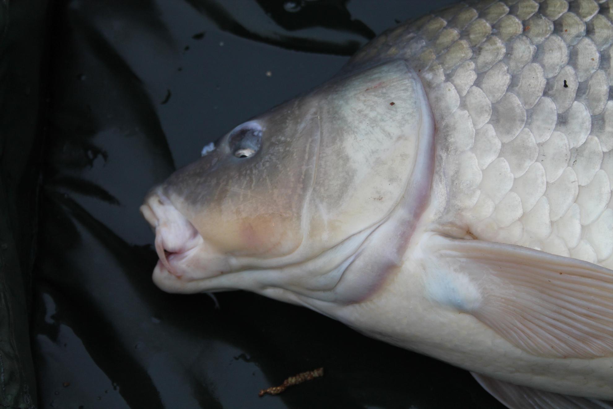 My new passion...3 - nagykallo-aprilie2013-567.JPG